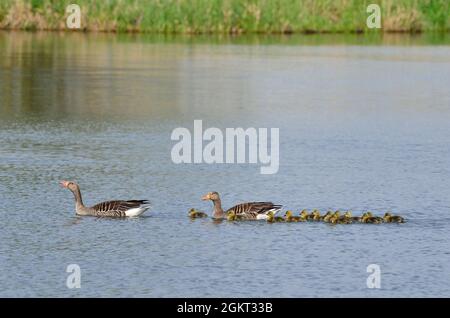 Graugans, Grylag Goose, Anser anser, Fehlingsbleck, Niedersachsern, Allemagne, Allemagne Banque D'Images