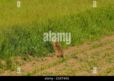 Feldhase, lièvre européen, lièvre brun, Lepus europaeus, Fehlingsbleck,Niedersachsen, Allemagne Banque D'Images