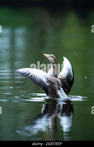 Majestueux oiseau d'oie grise déployant ses ailes sur un lac, format vertical Banque D'Images
