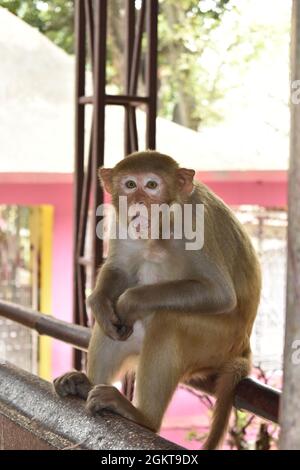 singe en colère dans le temple Banque D'Images