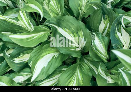 gros plan sur les feuilles de hosta undulata vert-blanc. Arrière-plan naturel avec texture décidue. Banque D'Images