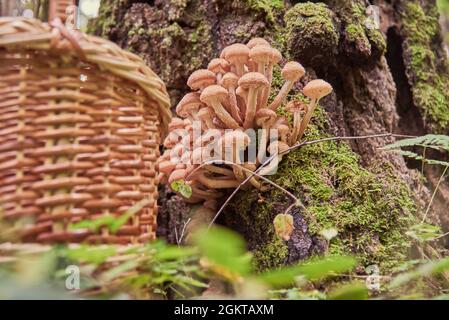 Un bouquet de miellat pousse sur une souche de mousse dans la forêt d'automne. Un panier en osier à côté des champignons. Accent sélectif sur le miellat. Banque D'Images