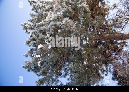 Un arbre avec des branches enneigées contre un ciel bleu en hiver Banque D'Images