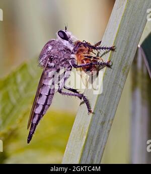 Portrait d'une mouche de voleur ou d'assassin, Promachus princeps, se nourrissant d'une abeille. Ils sont les prédateurs du sommet du monde de l'insecte. Banque D'Images