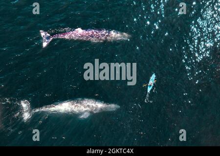 Baleine grise nageant sous canoë kayak vue aérienne Banque D'Images