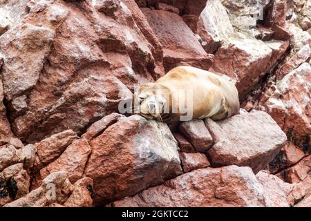 Le lion de mer sud-américain se détend sur les rochers des îles Ballestas dans le parc national de Paracas, au Pérou. Banque D'Images