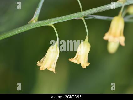 Asperges sauvages - asperges prostratus Banque D'Images