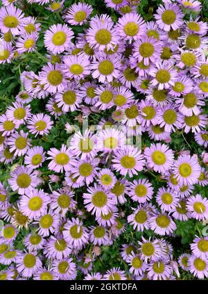 Daisy en bord de mer - Erigeron glaucus Banque D'Images