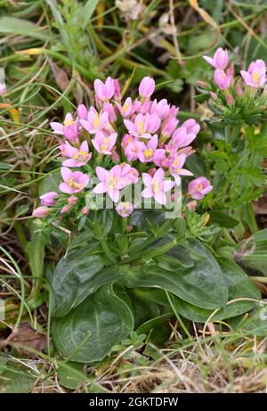 Centaurée Centaurium erythraea commune - Banque D'Images