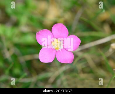 Centaury vivace - Centaurium scilloides Banque D'Images