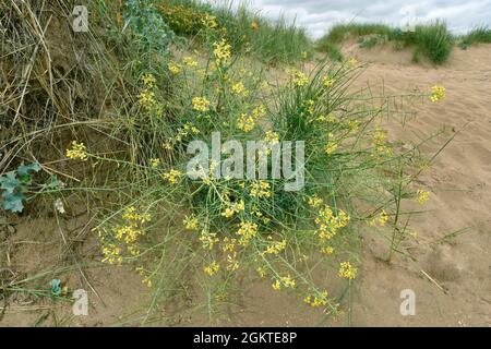 Île de Man Cabbage - Coincya monensis ssp. Monensis Banque D'Images