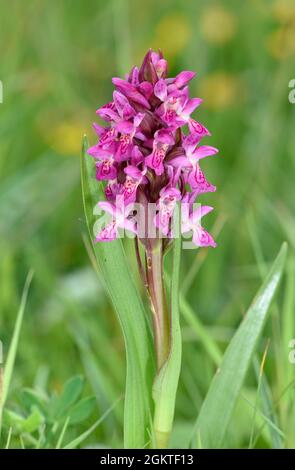 Orchidée-marais précoce - Dactylorhiza incarnata Banque D'Images