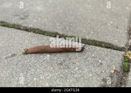 Une limace, ou un escargot sans coquille, rampent le long de la trajectoire. Un escargot sans maison sur le trottoir. Gros plan. Arrière-plan avec espace de copie Banque D'Images