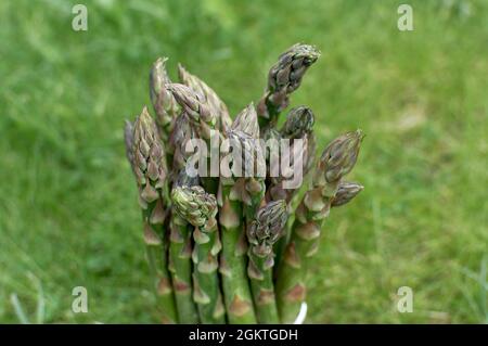 Tiges d'asperges. Têtes de tiges d'asperges sur fond vert naturel. Banque D'Images