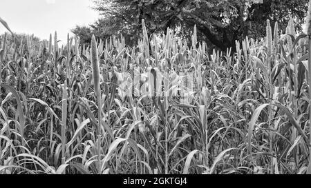 Grenaille noire et blanche, Sorghum ou Pennisetum glaucum plante Bud ou sitta. Plante de Bajra en croissance, végétation floritive, culture tropicale. Banque D'Images