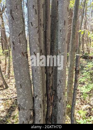 Les chenilles de la spongieuse se nourrissent de la recherche de feuilles sur un groupe de jeunes érables à fort Drum. La chenille gitane se nourrit surtout de chênes, mais elle est connue pour envahir une variété d'arbres, causant des dommages aux feuilles et la défoliation des arbres. Banque D'Images