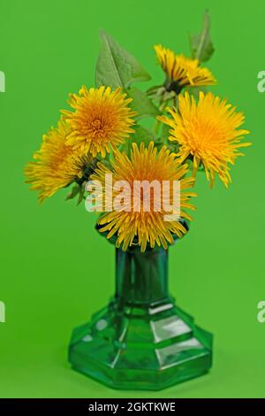 Pissenlits fleuris dans un vase à fleurs Banque D'Images