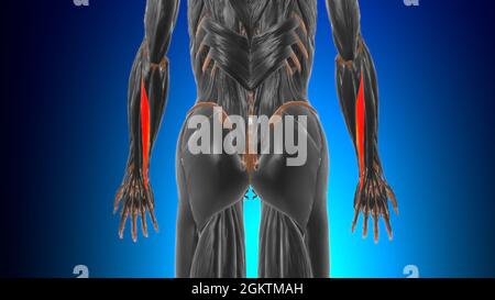 Extensor carpi ulnaris muscle Anatomy for Medical concept 3D Illustration Banque D'Images