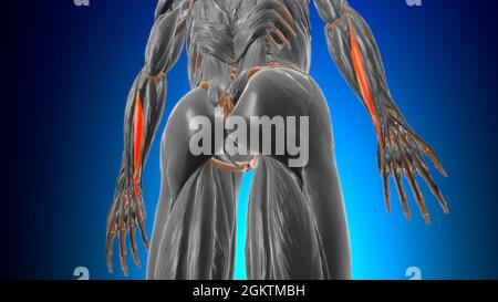 Extensor carpi ulnaris muscle Anatomy for Medical concept 3D Illustration Banque D'Images