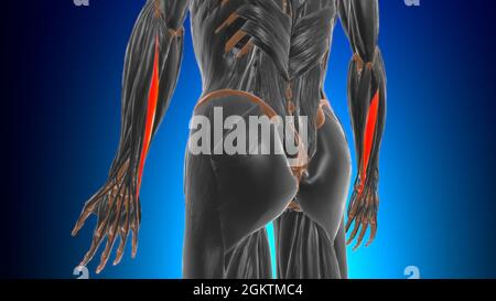 Extensor carpi ulnaris muscle Anatomy for Medical concept 3D Illustration Banque D'Images