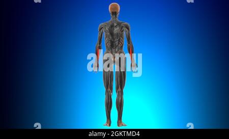 Extensor carpi ulnaris muscle Anatomy for Medical concept 3D Illustration Banque D'Images