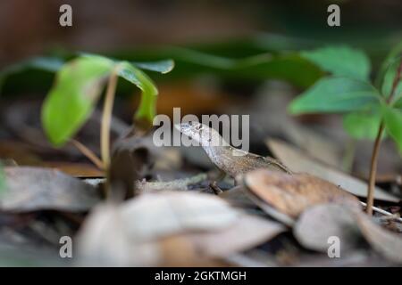 Une femelle cubaine invasive d'anole brune se trouve parmi les feuilles mortes sous un Bush à Orlando, en Floride. Banque D'Images