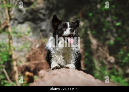 Happy Border Collie se trouve sur Log in Sunny nature. Chien noir et blanc humide à l'extérieur. Animal domestique souriant à l'extérieur. Banque D'Images