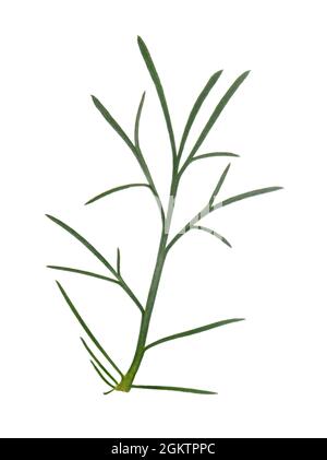 Champ de bois de millepertuis - Artemisia campestris Banque D'Images