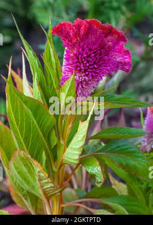 Fleur Cockscomb, Celosia cristata dans le jardin Banque D'Images