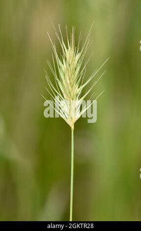 Orge de mer - Hordeum marinum Banque D'Images