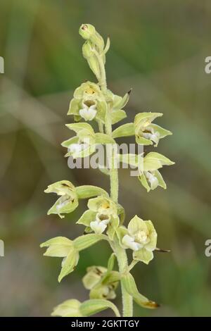 Lindisfarne Helleborine - Epipactis dunensis ssp. sancta Banque D'Images