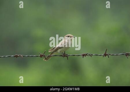 Moucherolle tacheté (Muscicapa striata) perché sur une clôture Banque D'Images