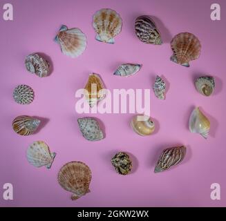 ​​shells de mer de différentes formes disposées en spirale Banque D'Images