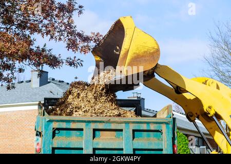 Le travail saisonnier en équipe d'amélioration élimine les feuilles mortes avec une pelle hydraulique un camion Banque D'Images