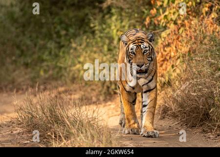 tigre du bengale royal sauvage tête de marche sur portrait dans la faune safari au parc national de ranthambore ou de la réserve de tigres rajasthan inde - panthera tigris Banque D'Images