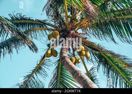 Bouquet de noix de coco mûres fraîches poussant sur le palmier contre le ciel bleu nuageux Banque D'Images