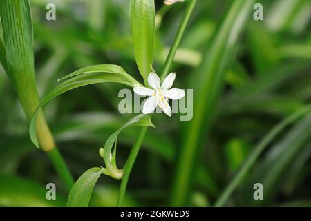Une petite fleur blanche fleurit sur une plante d'araignée Banque D'Images