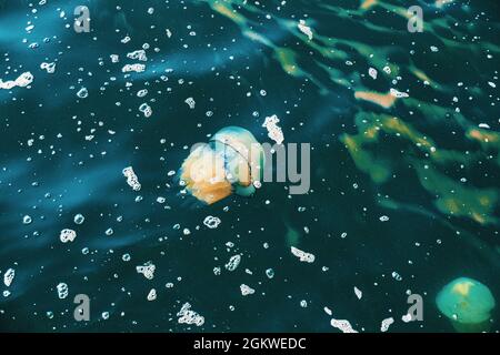 Un méduse à canon, Rhizostoma pulmo, sous l'eau de la mer Méditerranée, Trieste. Italie Banque D'Images