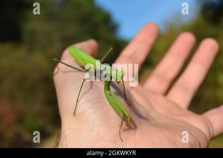 Caroline priant Mantis sur la main humaine et regarde caméra dans la forêt Banque D'Images