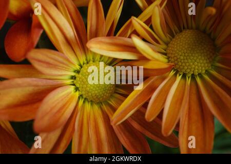 Fleurs de chrysanthème d'orange gros plan Banque D'Images