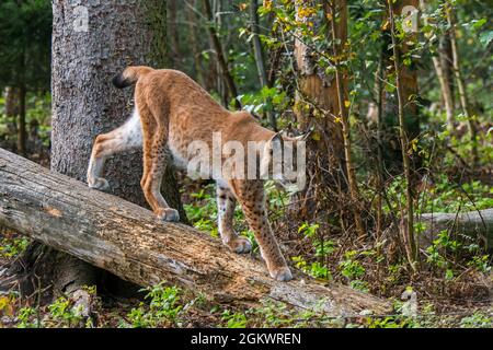 Lynx eurasien (Lynx lynx) marchant dans le tronc d'arbre tombé dans la forêt, montrant des couleurs de camouflage Banque D'Images