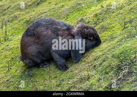 Meissner lop, race allemande de lapin domestique avec des oreilles qui broutent l'herbe Banque D'Images