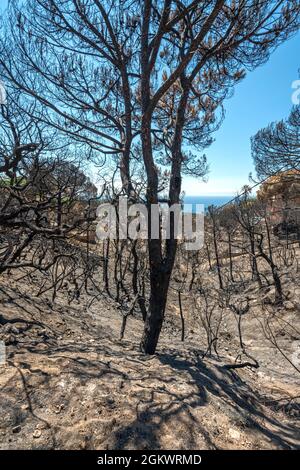 POLICE DÉGÂTS FEU DE FORÊT SANT LLORENC URBANISATION RÉSIDENTIELLE LLORET DE MAR COSTA BRAVA GERONA ESPAGNE Banque D'Images