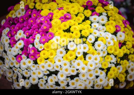 Fleurs de chrysanthème blanc, rose et jaune sur la tombe pendant la Toussaint dans le cimetière Banque D'Images