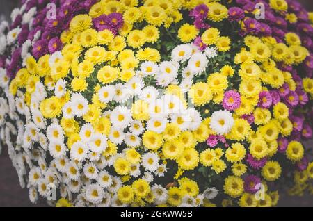 Fleurs de chrysanthème blanc, rose et jaune sur la tombe pendant la Toussaint dans le cimetière Banque D'Images