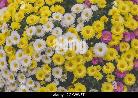 Mélange de fleurs de chrysanthème blanc, rose et jaune sur la tombe pendant la Toussaint dans le cimetière Banque D'Images