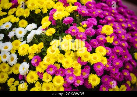 Mélange de fleurs de chrysanthème blanc, rose et jaune sur la tombe pendant la Toussaint dans le cimetière Banque D'Images