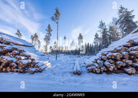 Belle vue d'hiver de bois de bois neigeux sur des pins rares et ciel bleu pâle avec fond de nuages blancs. Suède. Banque D'Images