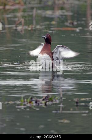 Canard ferrugineux (Aythya nyroca) mâle sur l'aile de l'étang battant Koshi Tappu, Népal Janvier Banque D'Images