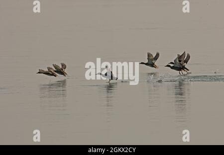 Gadwall (Anas strespera strespera) six au large de la rivière Lohit, Assam, Inde Février Banque D'Images